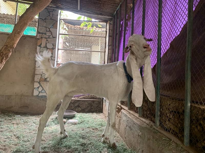 female goat for sale 3