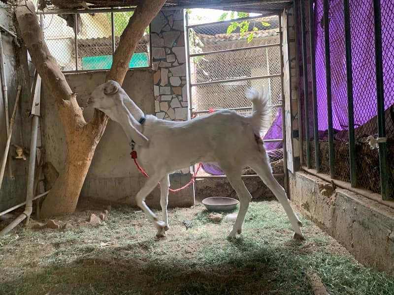 female goat for sale 4