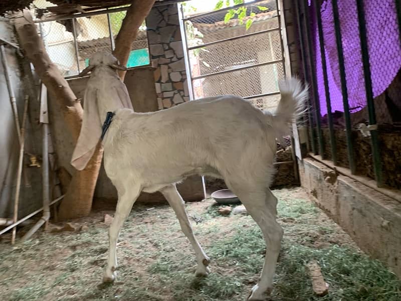 female goat for sale 5