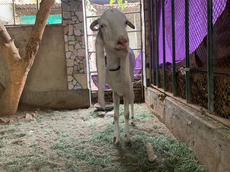 female goat for sale 6