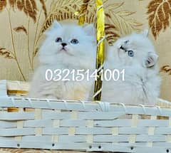 Persian cat kittens availble