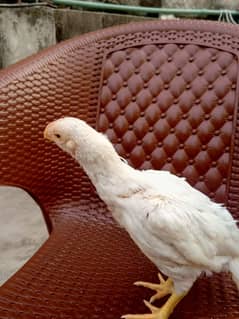 top quality white shamo and parrot beak available. high quality