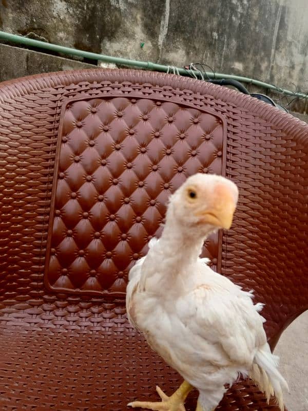 top quality white shamo and parrot beak available. high quality 1