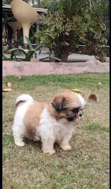 Shi Tzu Puppies  Male And Female Both  my WhatsApp number 03106441528 0