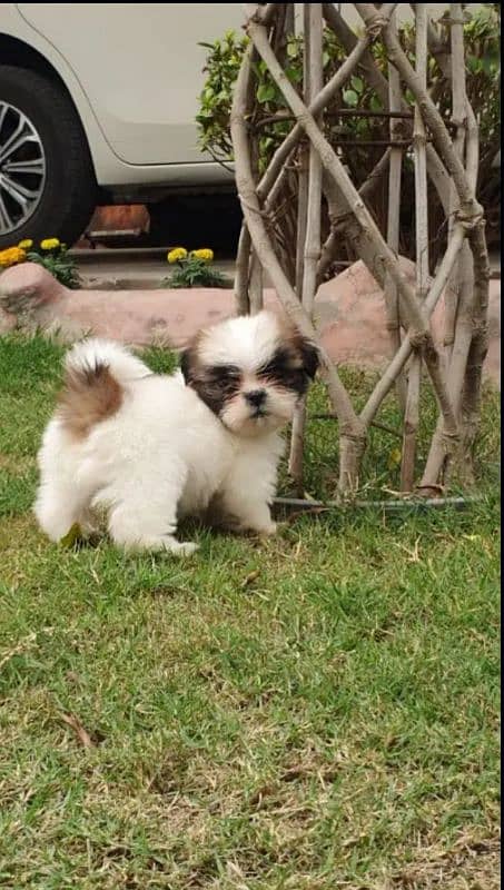 Shi Tzu Puppies  Male And Female Both  my WhatsApp number 03106441528 1