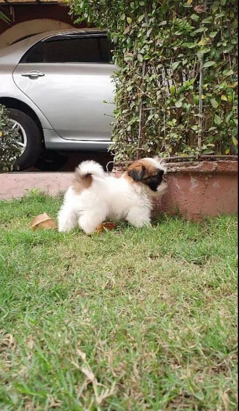 Shi Tzu Puppies  Male And Female Both  my WhatsApp number 03106441528 2