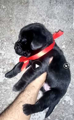 Britis labrador pup for sale