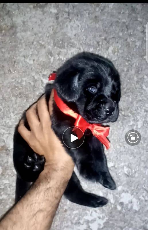 Britis labrador pup for sale 1