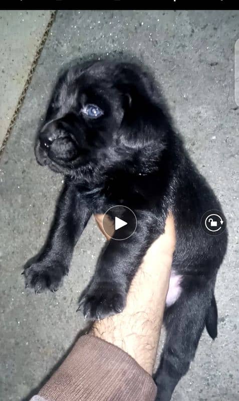 Britis labrador pup for sale 3