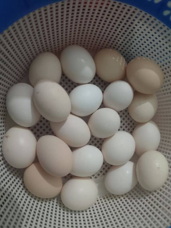 Desi eggs | hen 2