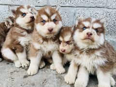 Siberian husky puppies