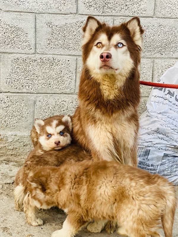 Siberian husky puppies 1