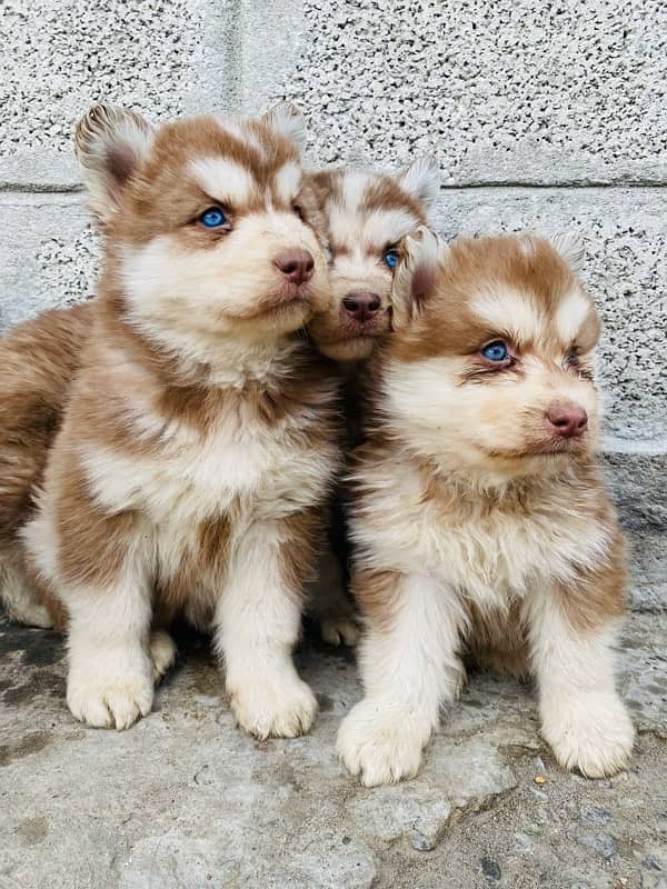 Siberian husky puppies 2