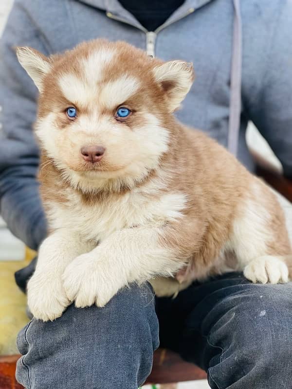 Siberian husky puppies 3