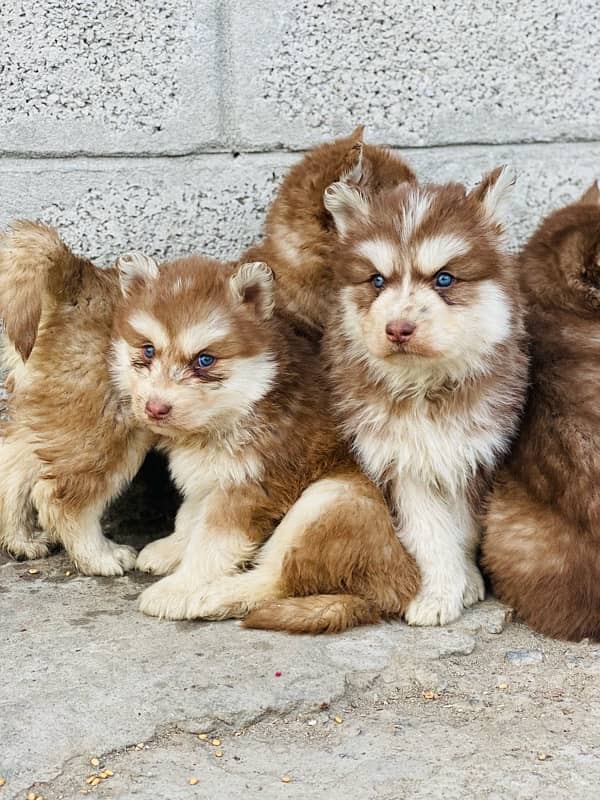 Siberian husky puppies 8