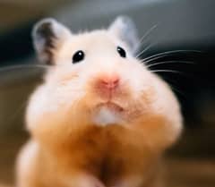 Siryan long fur Hamster