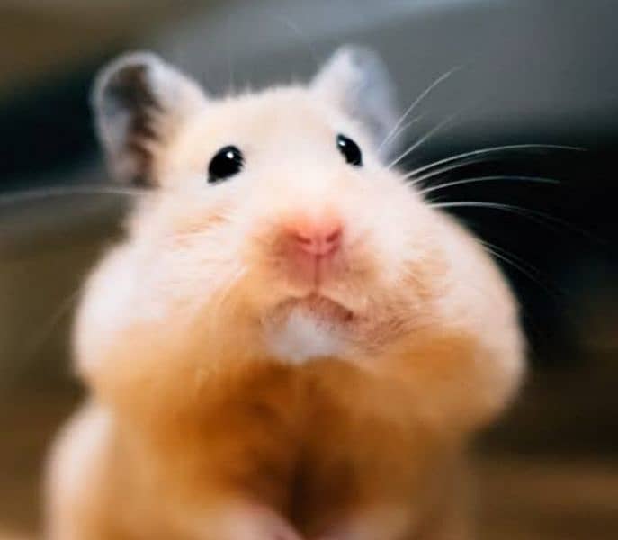 Siryan long fur Hamster 0