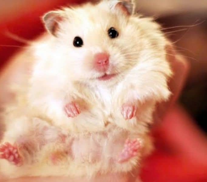 Siryan long fur Hamster 1