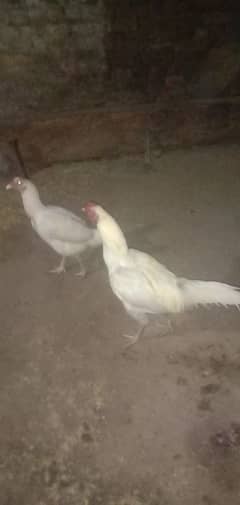 Hera aseel pair 4 sale