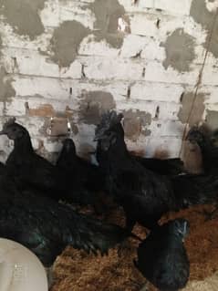 ayam cemani grey tounge 4 months age young pairs available in sargodha