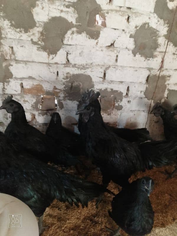 ayam cemani grey tounge 4 months age young pairs available in sargodha 0