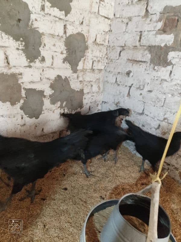 ayam cemani grey tounge 4 months age young pairs available in sargodha 1