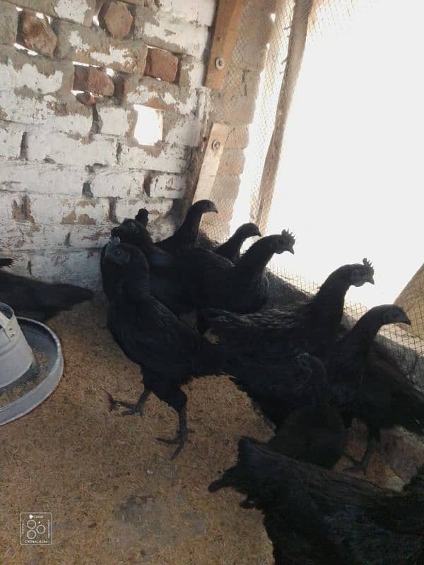 ayam cemani grey tounge 4 months age young pairs available in sargodha 2