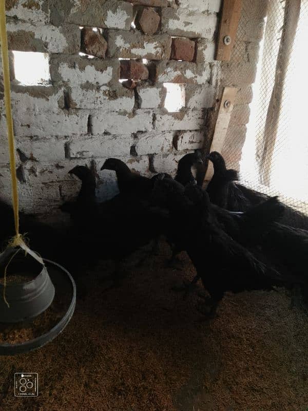 ayam cemani grey tounge 4 months age young pairs available in sargodha 3