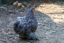 Bantam Chicks mix color