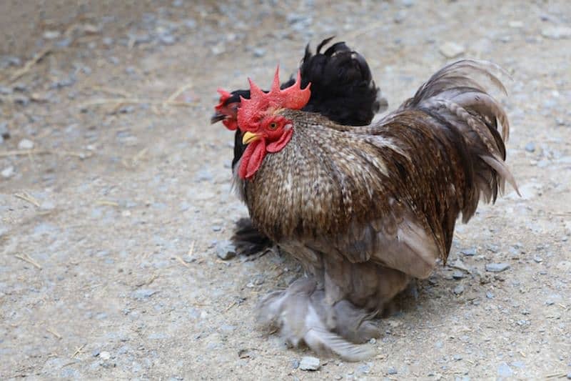 Bantam Chicks mix color 4