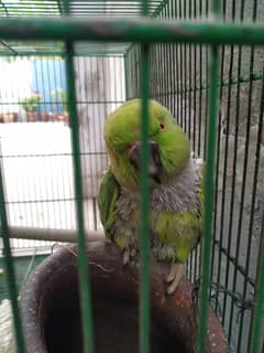 Green Raw Parrot with Cage