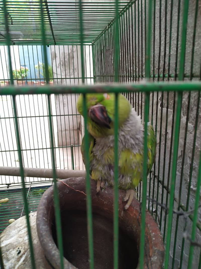 Green Raw Parrot with Cage 1