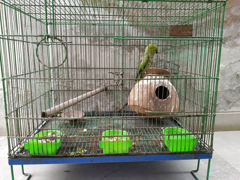 Green Raw Parrot with Cage 2