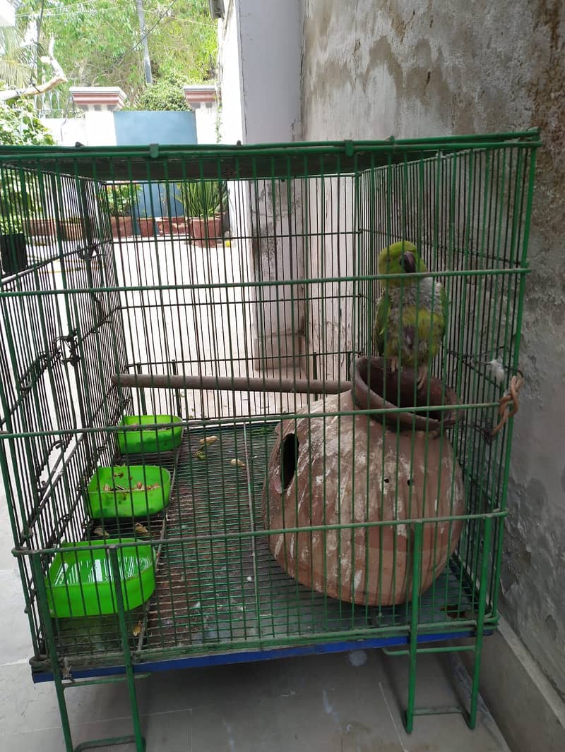 Green Raw Parrot with Cage 3