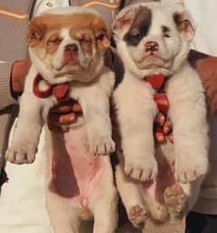 Alabai dog | King Alabai pair | security dog for sale | Alabai Breed