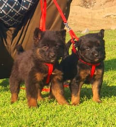 German Shepherd Pair | German Shepherd Puppies | Double Coat Puppy