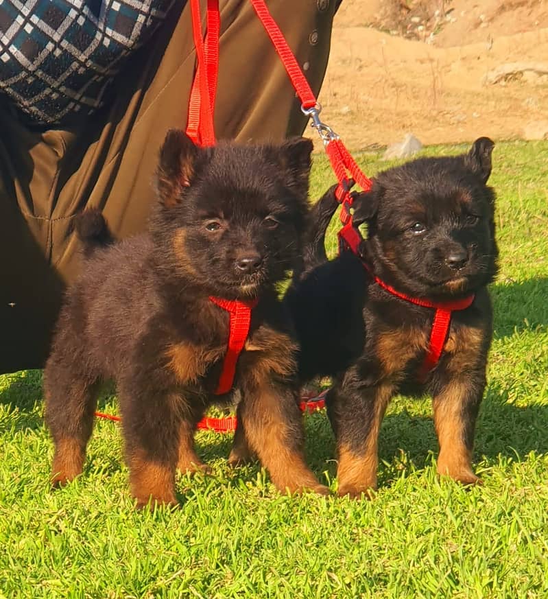 German Shepherd Pair | German Shepherd Puppies | Double Coat Puppy 0