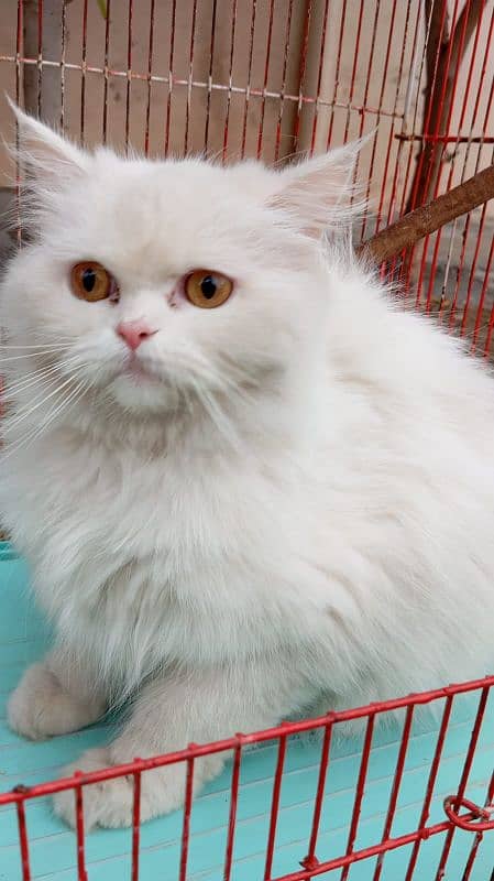 parsian cat 8month 1