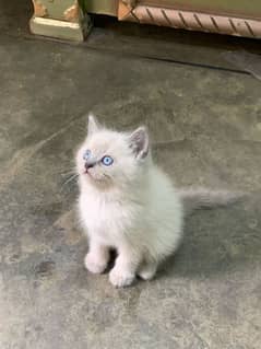 Himaliyan blue eyes kitten