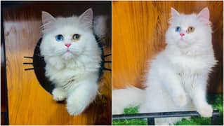 Persian kitten cats