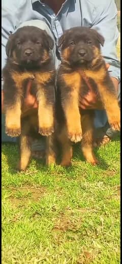 German Shepherd Pair | German Shepherd Pair Long Coat Puppies