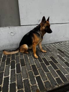 German shepherd female