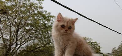 Dual Colour Male Kitten (White+Fawn) (Rare Colour)