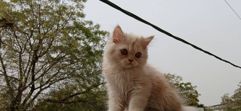 Dual Colour Male Kitten (White+Fawn) (Rare Colour) 0