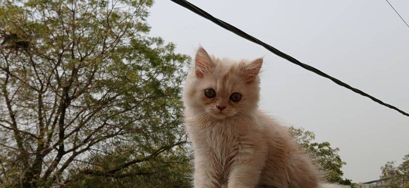 Dual Colour Male Kitten (White+Fawn) (Rare Colour) 1