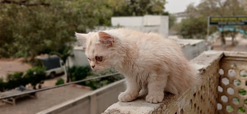 Dual Colour Male Kitten (White+Fawn) (Rare Colour) 4