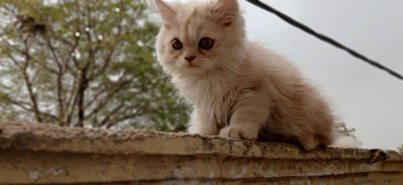 Dual Colour Male Kitten (White+Fawn) (Rare Colour) 6