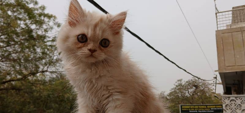 Dual Colour Male Kitten (White+Fawn) (Rare Colour) 9