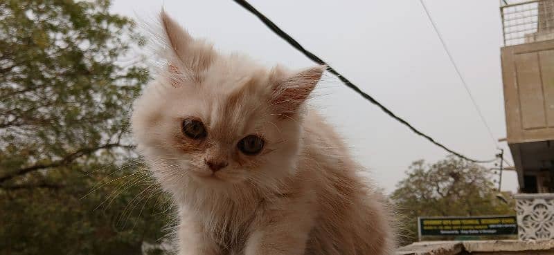 Dual Colour Male Kitten (White+Fawn) (Rare Colour) 10