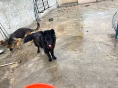 black shepherd and black and tan female for sale urgent